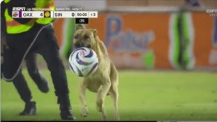 Kuriozas: rungtynių Meksikoje metu šuo pagrobė kamuolį